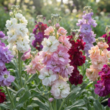 Matthiola Incana Flower Seeds for Planting