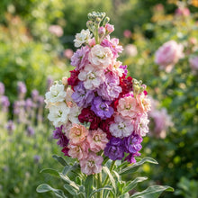 Matthiola Incana Flower Seeds for Planting