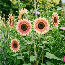 Strawberry Blonde Sunflower Seeds For Planting