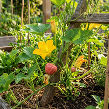 Organic Strawberry Crown Squash Seeds – Squash Seeds for Home Garden