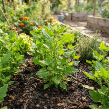 Strawberry Spinach Seeds for Planting