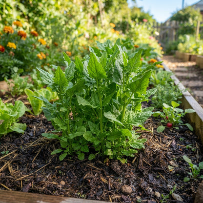 Strawberry Sticks Spinach (Chenopodium) Seeds for Planting