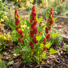 Strawberry Sticks Spinach (Chenopodium) Seeds for Planting