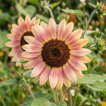 Strawberry Blonde Sunflower Seeds For Planting