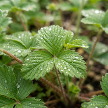 Alexandria Strawberry Seeds for Planting