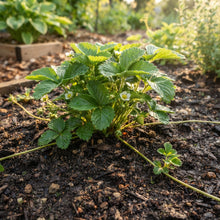Ft. Laramie Strawberry Seeds for Planting