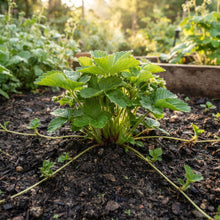 White Strawberry Seeds for Planting