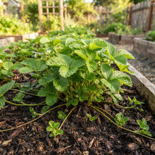 San Andreas Strawberry Seeds for Planting