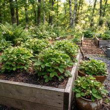 Alpine Strawberry (Fragaria vesca) Seeds for Planting