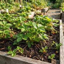 Red Fragola Strawberry Seeds for Planting