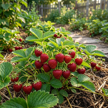 Musk Strawberry Seeds for Planting
