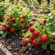 Seascape Strawberry Seeds for Planting