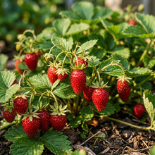 Vesca Baron Strawberry Seeds for Planting