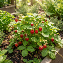 Rugen Strawberry Seeds for Planting