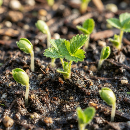 Chandler Strawberry Seeds for Planting