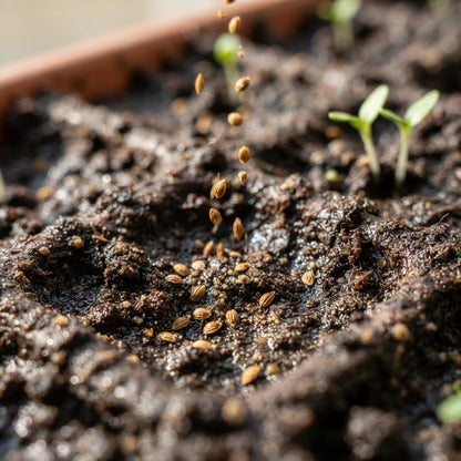 Ozark Beauty Strawberry Seeds for Planting