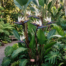 Strelitzia Nicolai Seeds
