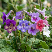 Streptocarpus Flower Seeds for Planting