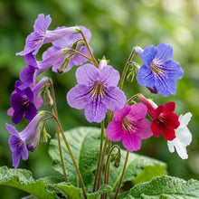 Streptocarpus Flower Seeds for Planting
