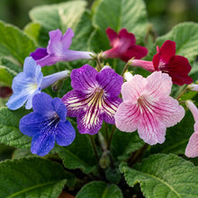Streptocarpus Garden Mix Seeds for Planting