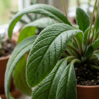 Streptocarpus Flower Seeds for Planting