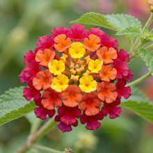 Perennial Lantana camara Flower Seeds Mix – Outdoor Garden Flowering Shrub Seeds
