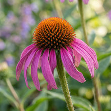 Echinacea Coneflower Seeds – Perennial Coneflower Garden Flower Seeds for Planting