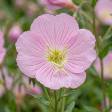 Evening Primrose Seeds Oenothera speciosa – Perennial Pink Flower Seeds for Planting