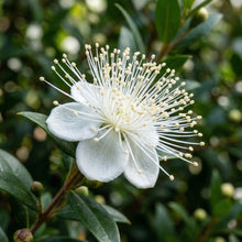 True Myrtle Seeds Myrtus communis – Fragrant White Flowering Evergreen Garden Plant Seeds