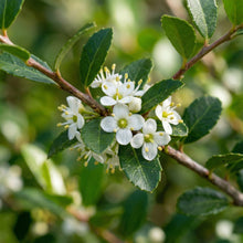 Yaupon Holly Seeds Ilex vomitoria – Evergreen Garden Plant Seeds for Planting