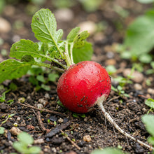 Cherry Belle Radish Seeds – Fast Growing Round Red Crisp Radish Vegetable Seeds