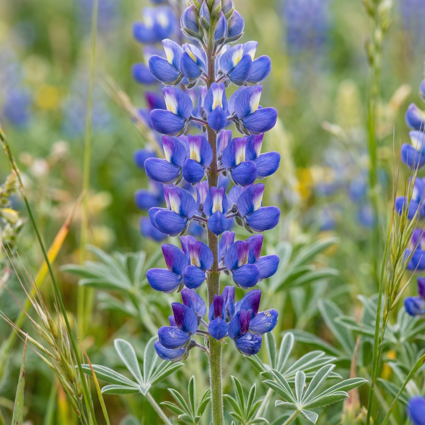 Wild Blue Lupine Seeds (Lupinus perennis) – Perennial Wildflower Seeds for Garden & Pollinators