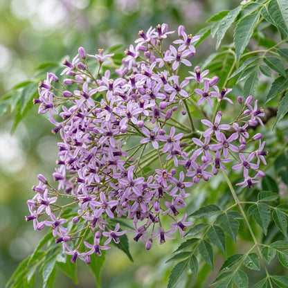 Chinaberry Tree Seeds (Melia azedarach) – Pride of India Ornamental Shade Tree Seeds