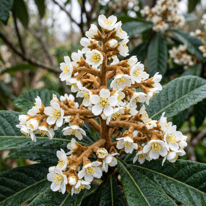 Loquat Tree Seeds (Eriobotrya japonica) – Asian Fruit Tree Seeds for Home Garden & Orchard