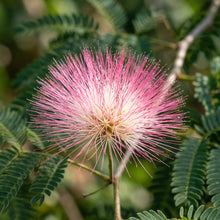 Mimosa Silk Tree Seeds Albizia julibrissin – Pink Flowering Landscape Tree & Bonsai Seeds for Planting