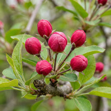 Chinese Flowering Crabapple Seeds Malus spectabilis – Flowering Landscape Tree Seeds for Garden Planting