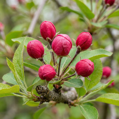 Chinese Flowering Crabapple Seeds Malus spectabilis – Flowering Landscape Tree Seeds for Garden Planting