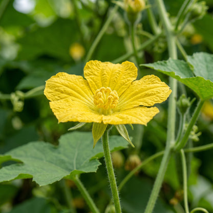 Organic Luffa Seeds – Heirloom Non-GMO Loofah Sponge Gourd (Luffa aegyptiaca)