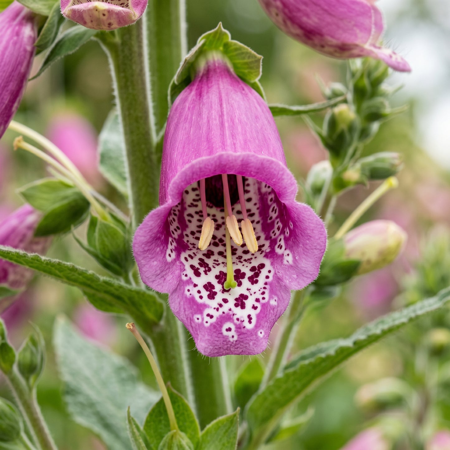 Foxglove Mixed Color Tall Spire Flower Seeds - Bulk Pack for Garden Borders and Landscaping
