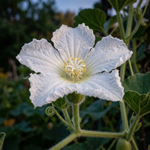 Long Bottle Gourd Seeds | Opo Squash, Dudi, Calabash & Long Melon | Lagenaria siceraria | Heirloom Edible Vegetable Seeds for Home Garden, Raised Beds & Containers