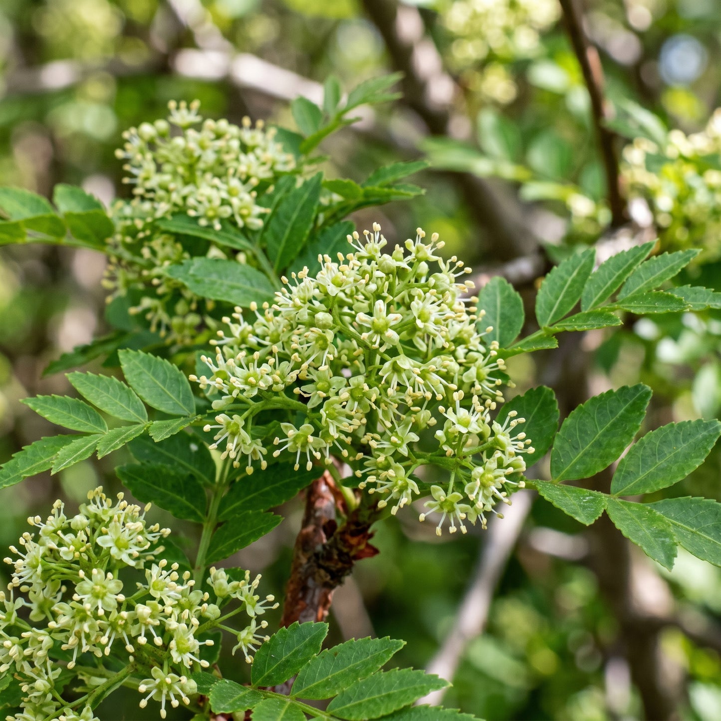 Sichuan Pepper Plant Zanthoxylum bungeanum Aromatic Herb Shrub Plant