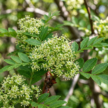 Sichuan Pepper Plant Zanthoxylum bungeanum Aromatic Herb Shrub Plant
