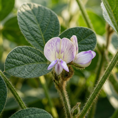 Edamame Soybean Seeds Midori Giant Green Soy Bean Seeds Glycine max