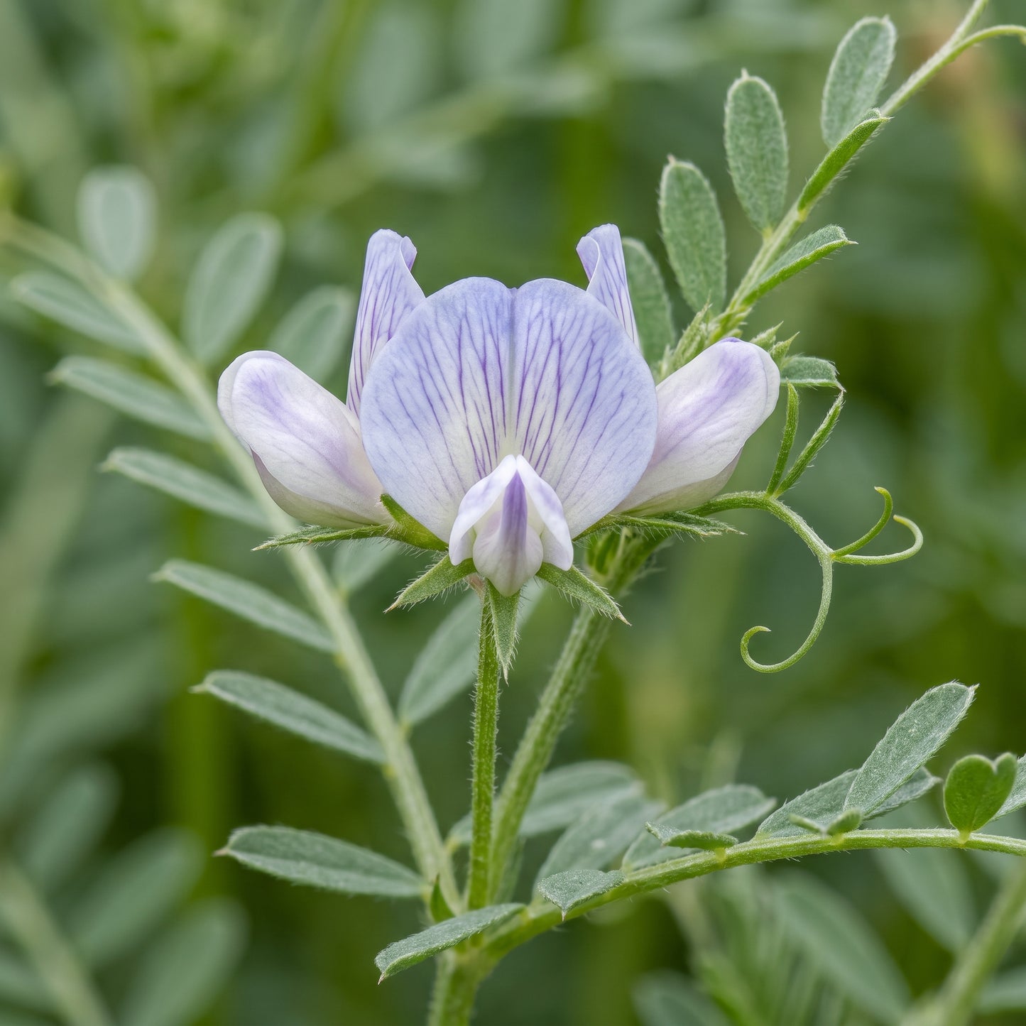Red Lentil Seeds Lens culinaris Lentil Seeds Heirloom Legume Seeds