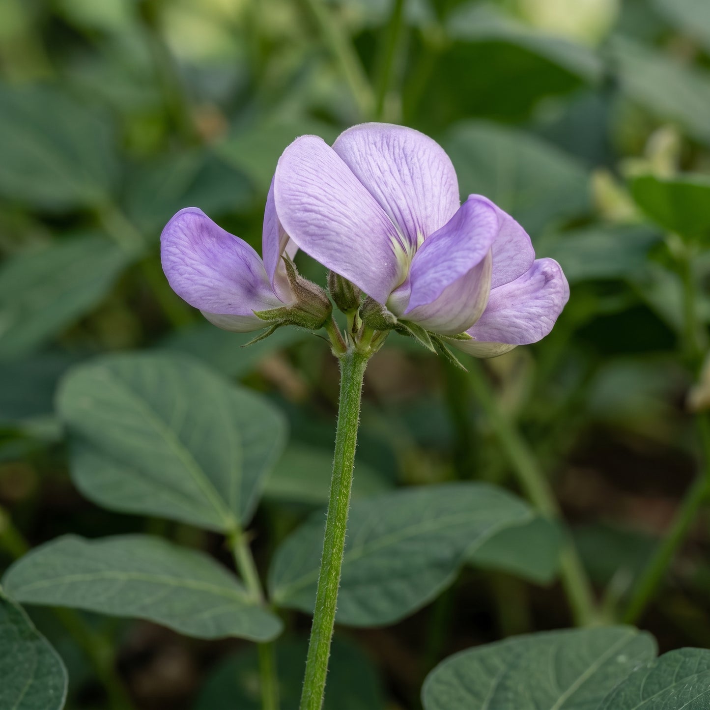 Black Eyed Pea Seeds Cowpea Seeds Vigna unguiculata Heirloom Legume Seeds