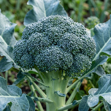 Broccoli Seeds Waltham Broccoli Seeds Brassica oleracea var italica