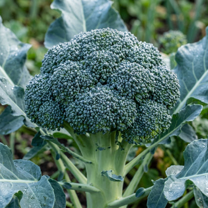 Broccoli Seeds Waltham Broccoli Seeds Brassica oleracea var italica