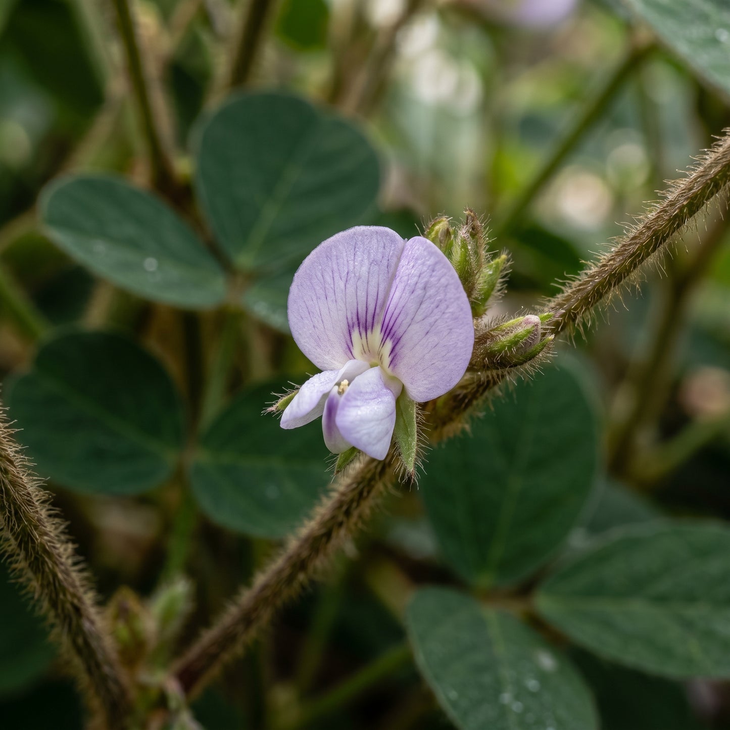 Black Soybean Seeds Black Soy Bean Seeds Glycine max Heirloom Legume Seeds