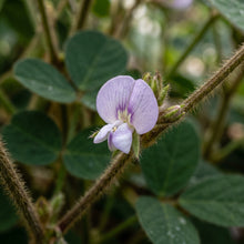 Black Soybean Seeds Black Soy Bean Seeds Glycine max Heirloom Legume Seeds