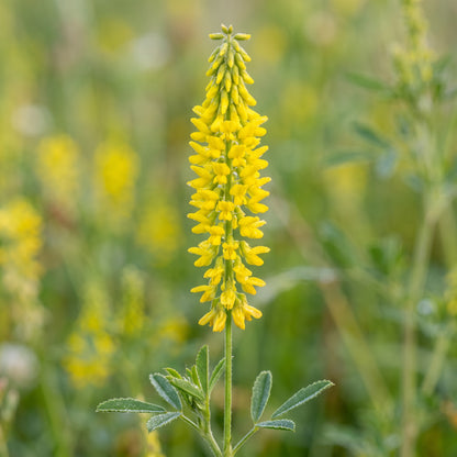 Yellow Sweet Clover Seeds Melilotus officinalis Flowering Clover Seeds